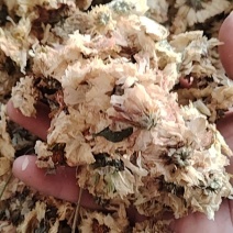 干菊花