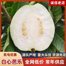 广西珍珠芭乐，白心玉林产地货源充足，量大从优