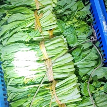 白菜苔湖南娄底