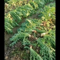 广西贺州昭平小叶大头菜