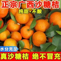 《精选》广西金秋砂糖橘原产地直发对接商超团购电商一条龙