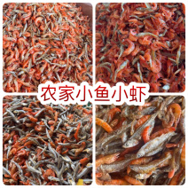 油炸小鱼小虾地摊电商熟公鱼拌虾生晒小鱼小虾鱼