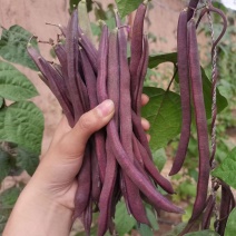 好婆婆红宝石架豆王种子圆扁形肉质厚结荚率高中早熟耐热抗病