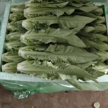 本地精品油麦菜