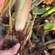 【茭白苗】原产地一手货源大小都有工程用苗货量大价格低根部粗壮