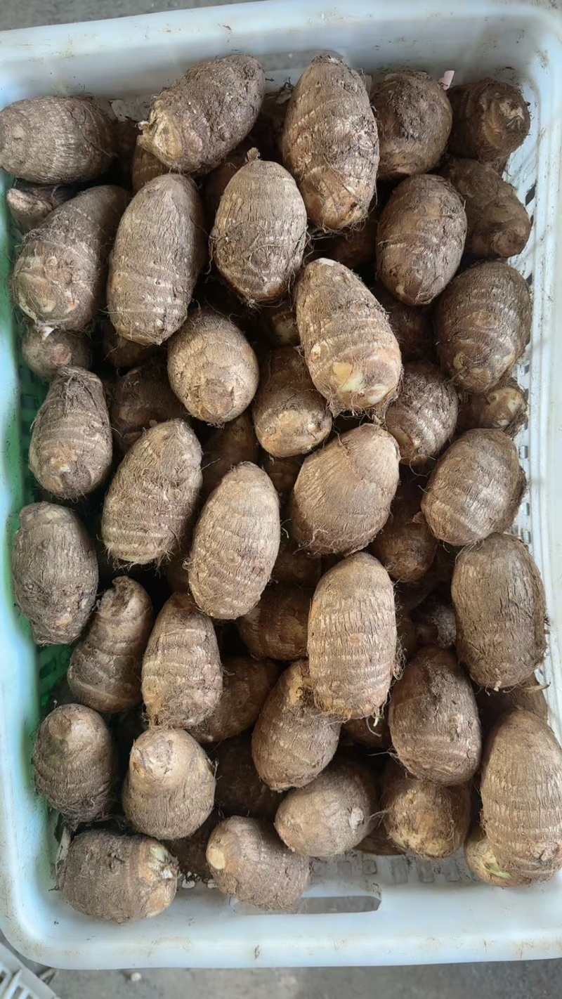 山东毛芋头大球中球小球发全国电商市场去皮加工