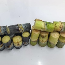 黄皮，黑皮甘蔗种苗包成活