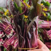 湖北精品红菜苔大量上市品质保证量大从优一手货源