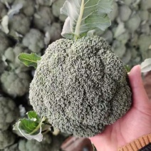 湖北精品西兰花大量上市品质保证量大从优欢迎联系