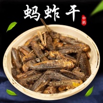 蝗虫干中药材蚂蚱干野生蚱蜢干保质保量大货供应批发