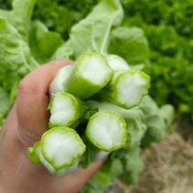 白菜苔