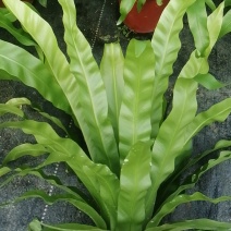 盒栽花卉