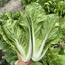 阳光鲜美下锅耙小白菜种子火锅菜高产小白菜四季播阳台蔬菜