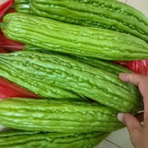 绿霸鼎盛风华苦瓜种子中早瓜条近圆柱形肉厚瘤条顺直油绿苦瓜