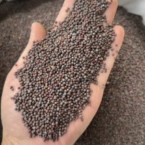 批发黑芥末籽香辛调味料西餐调料长期大量供应量大价优询价详谈