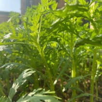 精品茼蒿/一件代发/量大优惠/欢迎选购