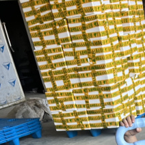 广东发往各地甜菜心