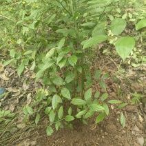 万寿竹，富贵竹，盆栽属于百合科万寿竹属多年生草本植物