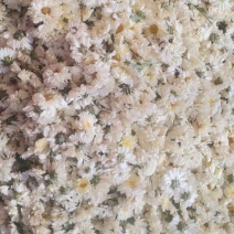 北京菊干菊花