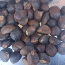 精品山茶籽油茶籽大量供应可视频看货欢迎来电采购