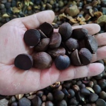 江西山茶籽,高出油,榨油(干籽)高山茶籽油茶籽