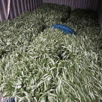 空心菜，靓货不多，欢迎各位老板下单