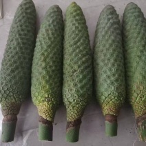 龟背竹果实蓬莱蕉现货电商代发对接各平台行家来谈