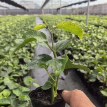 百香果苗台农一号百香果苗苗场直发可视频和实地看货
