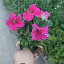 牵牛花价格#牵牛价格#牵牛花基地#牵牛花杯苗#牵牛价格