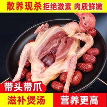 【现杀乳鸽肉】河南鸽子肉/新鲜乳鸽肉/白条鸽子/批发价大甩卖