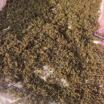野菊花