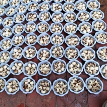 5号盆漳州水仙花