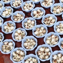 5号盆漳州水仙花盆栽绿植客厅1000盆起，不要叽歪爽快的