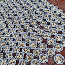 5号盆通货好卖漳州水仙花盆栽客厅漳州特产春节年宵花