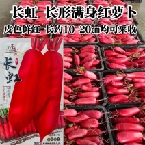 龙盛红皮萝卜种子白肉耐寒春秋冬长红萝卜种籽满身红萝卜种子