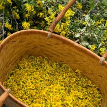 野菊花