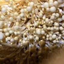 黄色金针菇