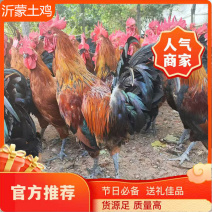 精选沂蒙山区生态公鸡散养养殖时间7个月以上品质高