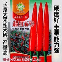超红6号朝天椒种子籽长身大果高产朝天椒种籽硬度好坐果率高