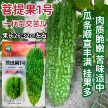 菩提果1号苦瓜种子一代杂交亮绿色苦瓜种籽疙瘩绿苦瓜种耐热
