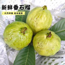 红心西瓜芭乐