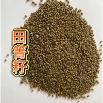 田菁种子别名碱菁涝豆耐涝耐旱土壤改良高产牧草种籽果园绿肥