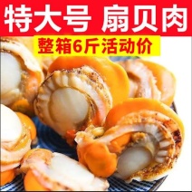 特大号带冰冷冻扇贝肉带黄现剥新鲜扇贝海鲜海捕冷冻贝肉