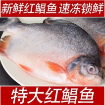 红鲳鱼批发鲜活新鲜冷冻一整箱昌鱼大鲳鱼鲜活速冻
