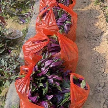 紫背菜大量有货