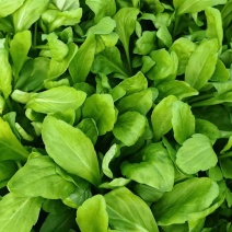 《推荐》马兰头特菜种植基地浙江嘉兴发货对接全国市场