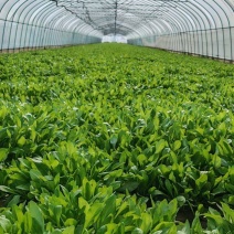 马兰头#野生马兰头#大棚种植马兰头浙江嘉兴基地直发
