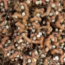 鲜拐枣【包邮】三斤起发货可批量可零售量大从优