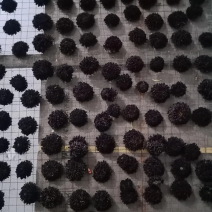 金丝皇菊，婺源，罐装花手摆花，墨菊，干花，