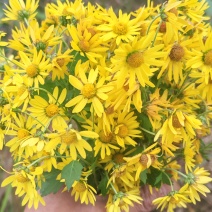 野菊花